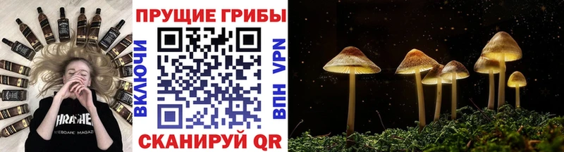 продажа наркотиков  Олонец  Псилоцибиновые грибы Psilocybine cubensis 